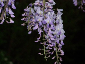 Night scene with purple flowers